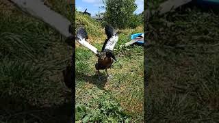Slow-mo Shelduck Flapping his wings Kami learning to fly