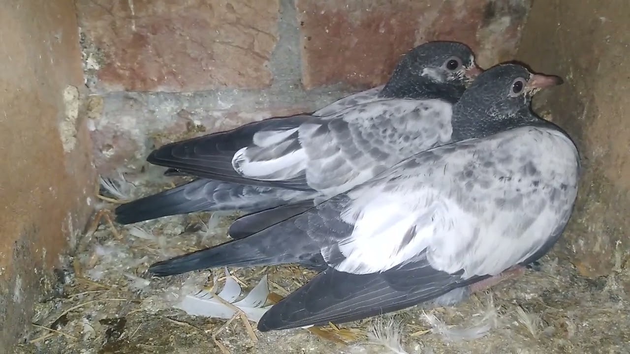 Bache bare ho gay MASHA ALLAH | For sale wts app 0321 4648174 | #hashimmahmoodpigeons #arbazsadiq