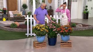 Download Lagu Roberta's 3-Piece Native Butterfly Asclepias Live Plants on QVC MP3