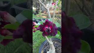 Bom Diaaaa Bom Diaaaaa Meus Amores