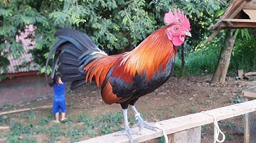 Qaib dib qua zoo nyiam nug tau