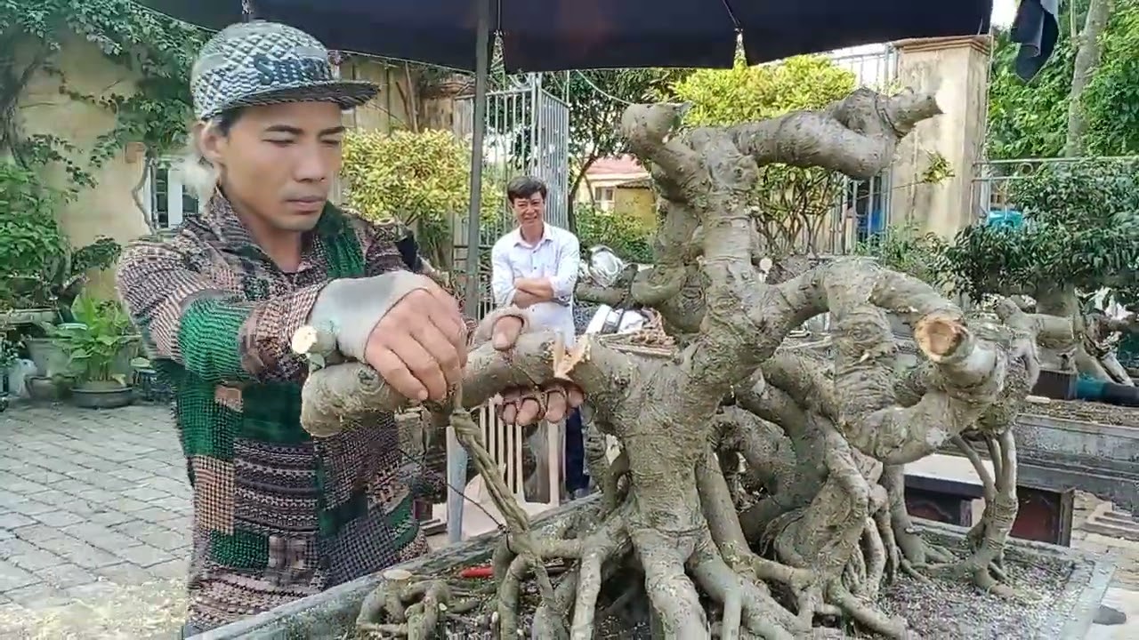 Cắt, Ghép Thay Đổi Hình Dáng Cho Cây Sanh Dây