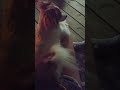 Emmi The Chiweenie