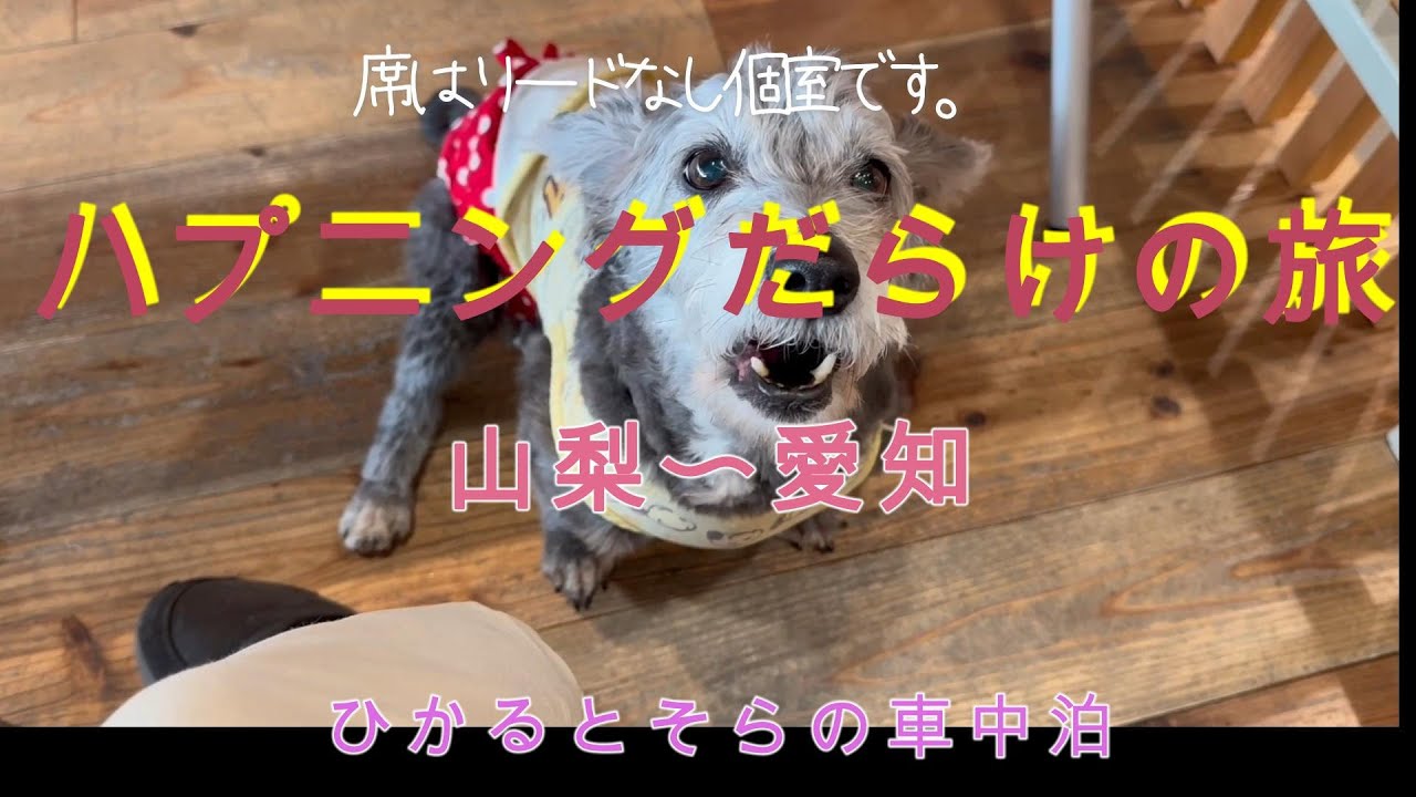 ハプニングだらけの旅ディズニーランド山梨　愛知県