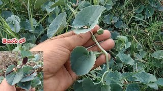 ఈ మకక కనపసత వరన కడ వదలకడ ఎదకట.. About Gadida Gadapa Plant