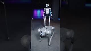 Why Robots Are Learning From Donkeys