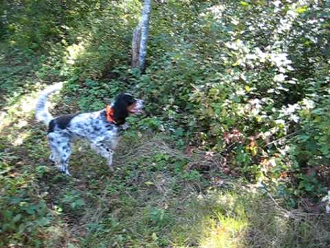NB Woodcock Hunting English Setter Cassie