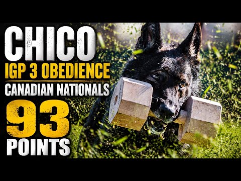 Chico IGP 3 Obedience 2026 Canadian Nationals 93 points