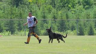 Chico IGP 3 Obedience 2026 Canadian Nationals 93 points