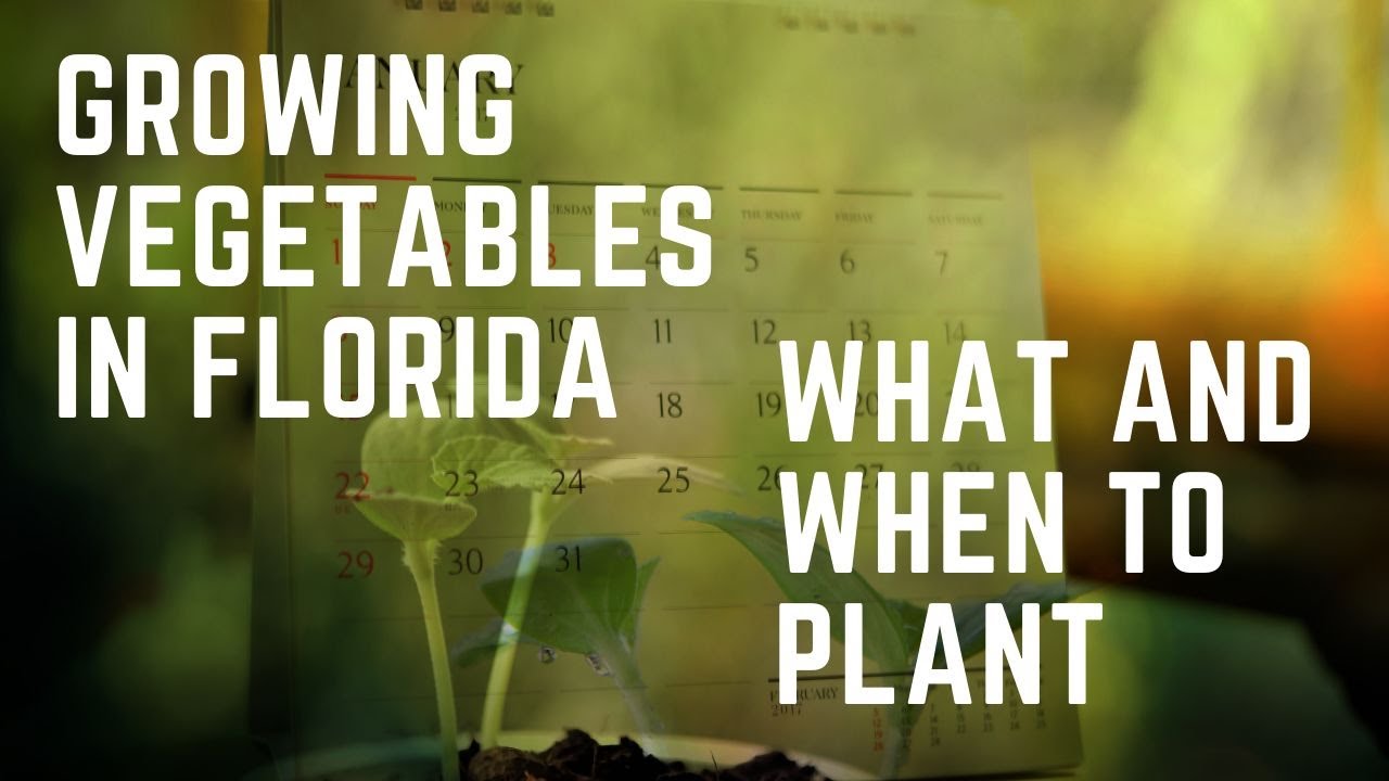 Growing Vegetables in Florida What & When to Plant YouTube