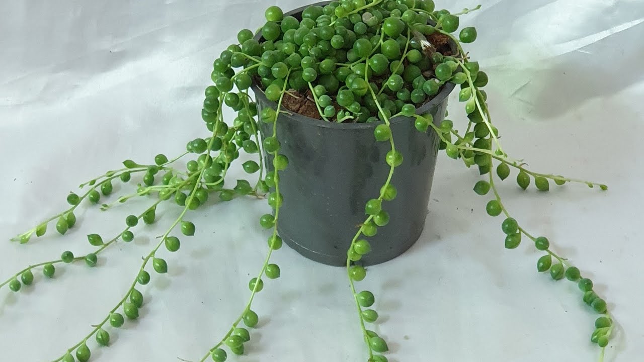 نبات مسبحة الراهب