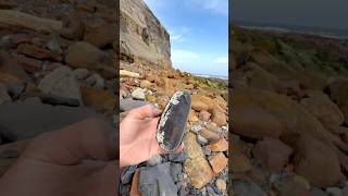 These 185 Million Year Old Jurassic specimens were so exciting to find, we are so pleased with them