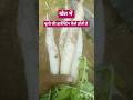 खेत में मूली की हार्वेस्टिंग कैसे होती है #Radish#harvesting#nature #youtuber#short#viral