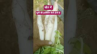 खेत में मूली की हार्वेस्टिंग कैसे होती है #Radish#harvesting#nature #youtuber#short#viral