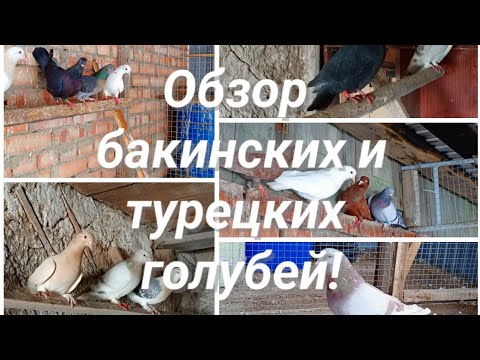 Обзор бакинских и турецких голубей!