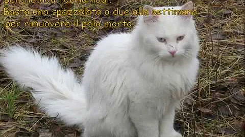 Che colore è Angora?