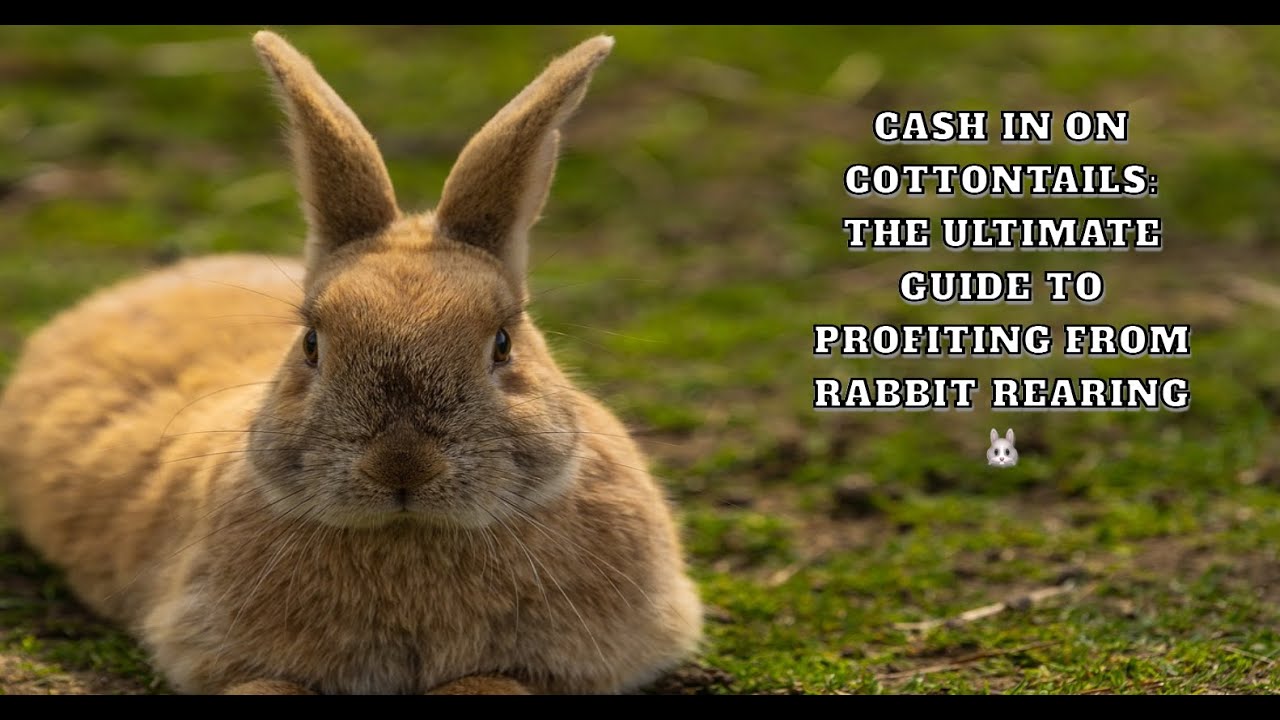 How I Made Money Rearing Rabbits (and how you can too!) - YouTube