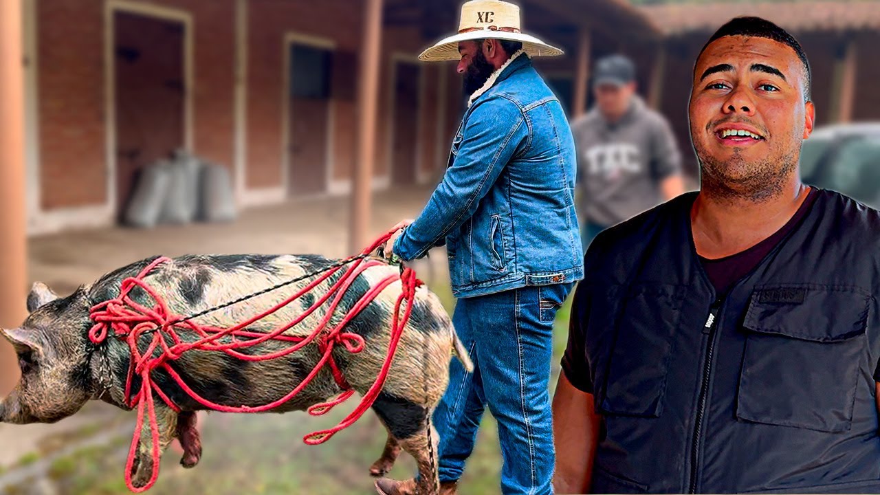 BITELO COMPROU UMA PORCA GIGANTE DE 200 KG PARA O XUCRÃO