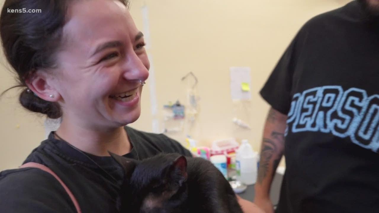 Cat found alive and safe after Florida condo building collapse - YouTube