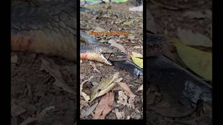 🐍 Talk about a GREAT ESCAPE! This snake was NOT ready to become lunch. 😳