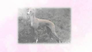 How To Train Italian Greyhound by Carmen Montes 232 views 9 years ago 41 seconds