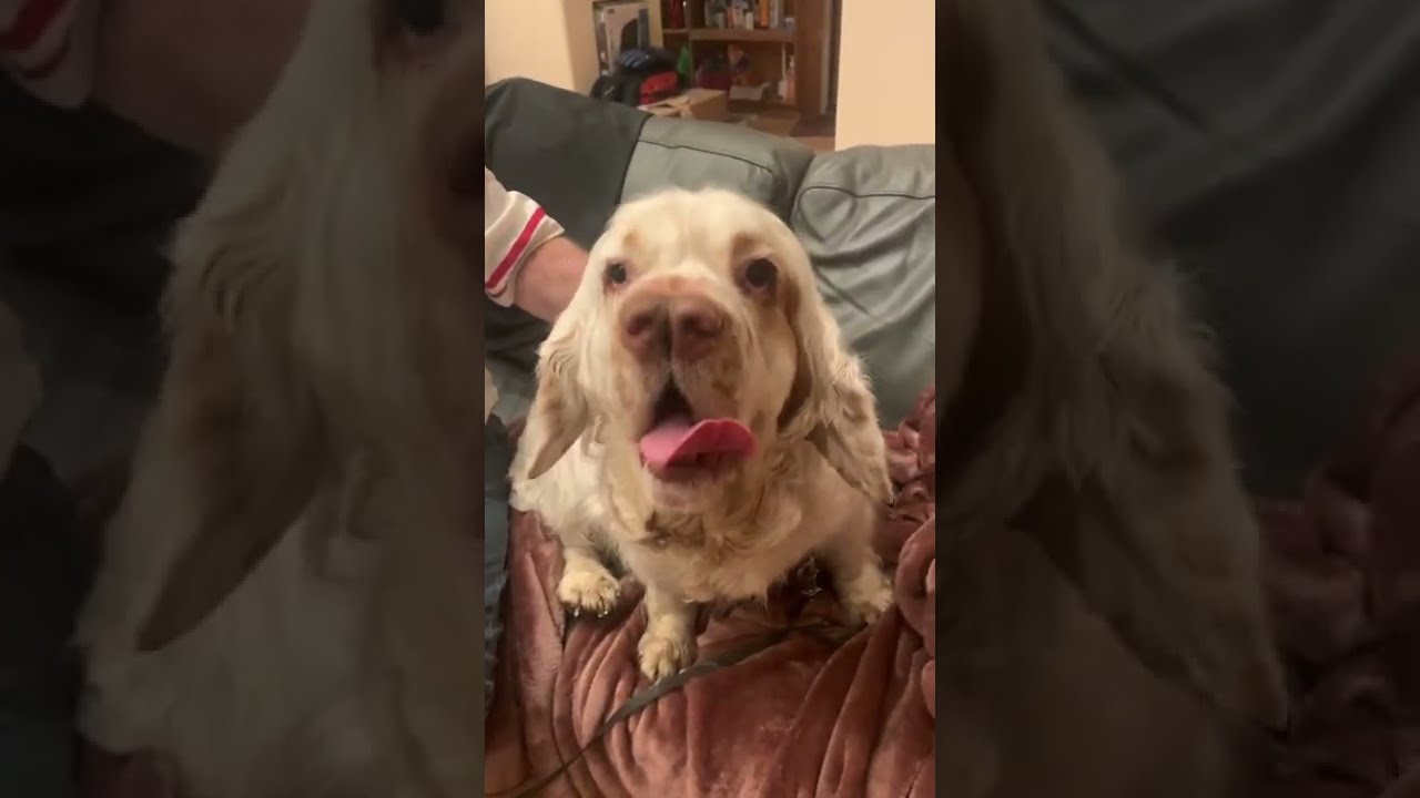 Clumber Spaniel after going for a walk