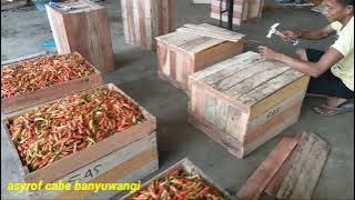 tutorial cara pengemasan cabe agar tahan lama harga cabe hari ini