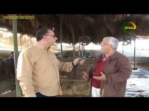 مميزات الجاموس المصرى الخليط بالايطالي 