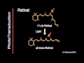 Phototransduction Part 2