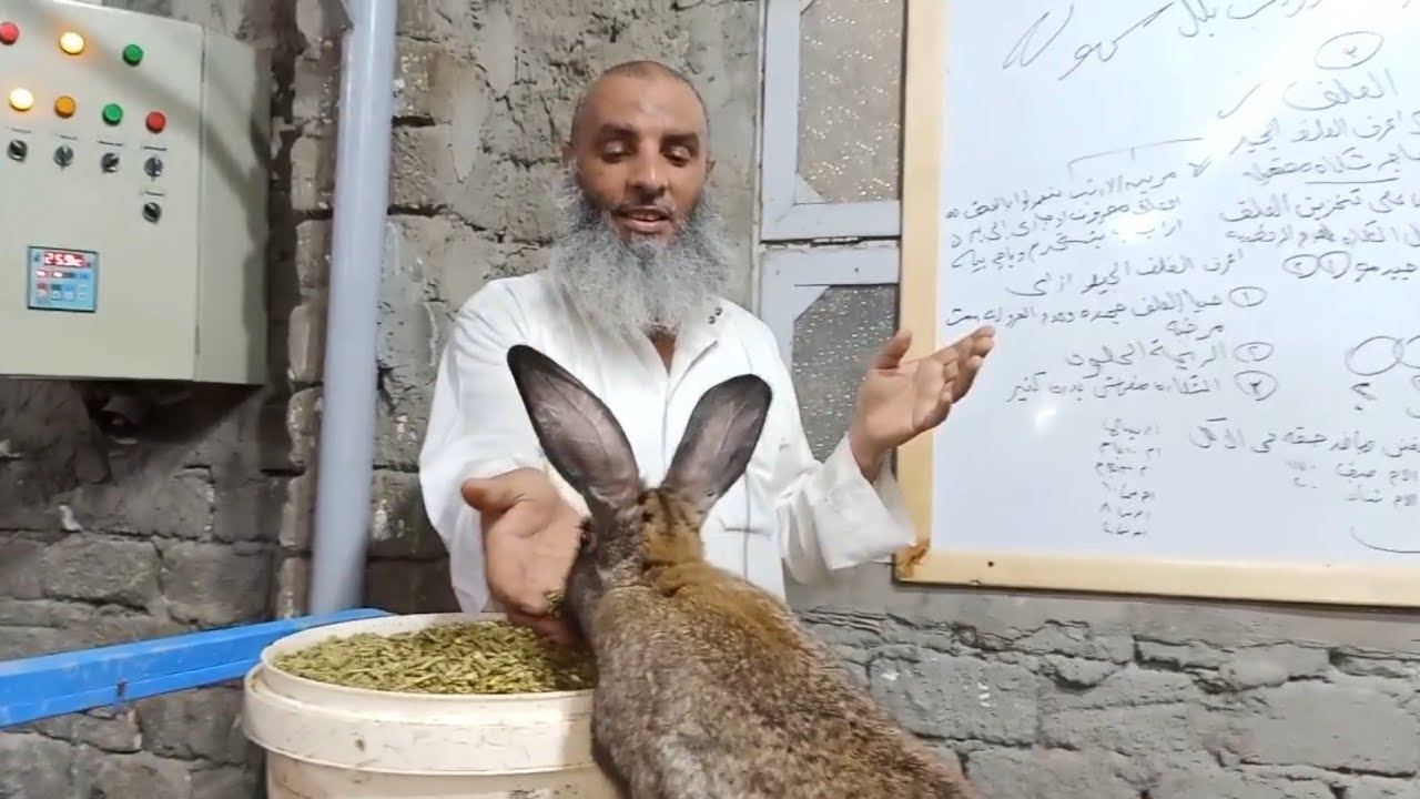 مدرسة الشيخ سامر لتعلم تربية الارانب بكل سهوله الدرس الثالت