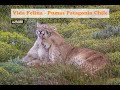 Vida Felina - Pumas Patagonia Chile