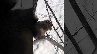 This Tiny Squirrel is a Winter SURVIVALIST! 🐿️💪 #shorts #wildlife #animals #autumntowinter