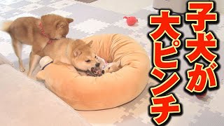 泣き叫ぶ子犬・・・それを助けるボス柴犬