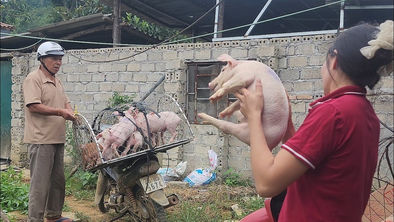 selling to a 60-year-old man 12 piglets to raise /@thoaruralife  #116