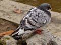 pigeon indian song dubbing