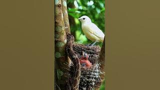 SNAKE STALKING STARLING