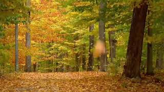 4169194850 Toronto Ontario Canada Best Relaxing Guitar Music