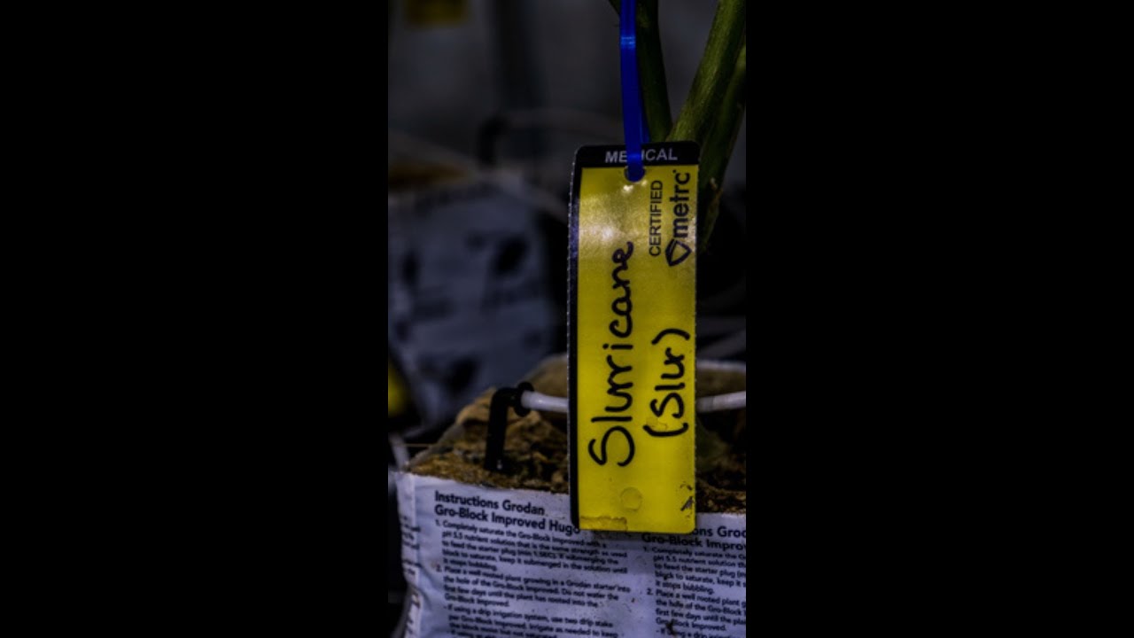 Slurricane | Mr Marijuana Man