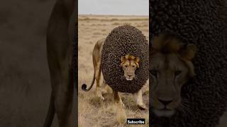 Animals That Don't Exist - Hybrid Animals #hybridanimals #animalhybrids
