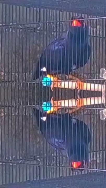 duh suara siulan nya beo si ucin bikin gemes#short