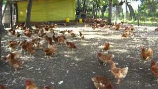 Alimentando con maiz a las gallinas en forma tradicional.