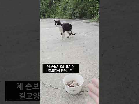꾸준히 밥 주고 드디어 길 고양이 <strong>만지다</strong>!!!