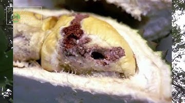 Gagal Panen DURIAN Karena ulah Hama Ulat Durian  Ini!!!!!