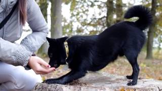 DOG TRICKS AND TRAINING | Labrador and schipperke