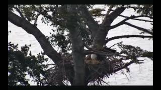 April 28, 2026 HWF White Rock, BC Eagles-Mom Feeds the New Eaglet Back-Lit by the Sun. Beautiful!
