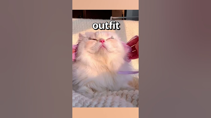 DO YOU THINK this CAT looks CUTE 😱 | Wholesome Moments