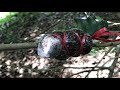 how to mix soil for air layering