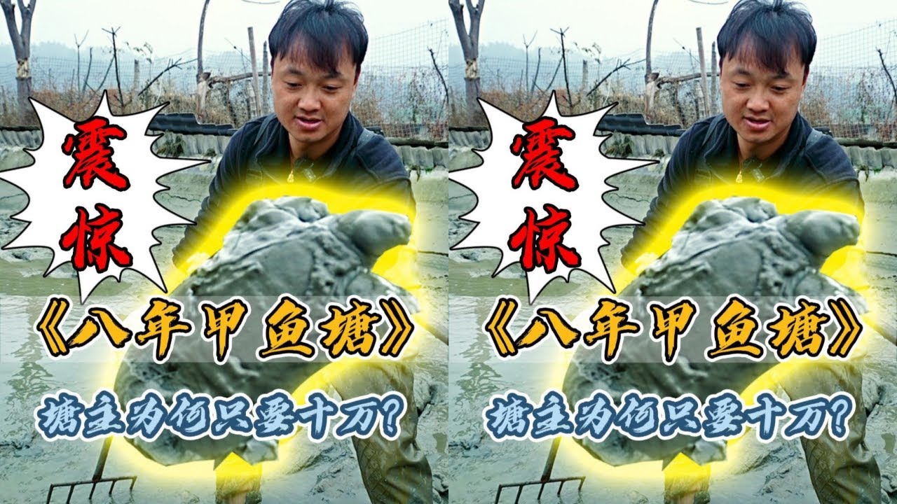 花10万包下一口养了8年的老甲鱼塘，里面抓出好多超大老甲鱼 