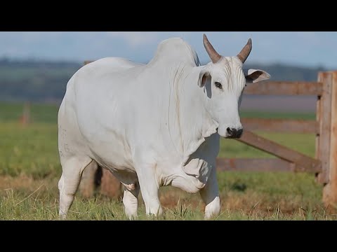 LOTE 209 - CSCF 5026