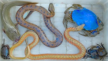 Kem Ốc Chanel chở công nông rắn mòng đỏ ra đồng, cá sấu cắn con rắn, con cá, con ếch, cua xanh, cua.